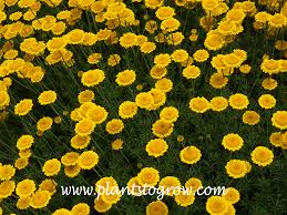 Image result for Anthemis tinctoria