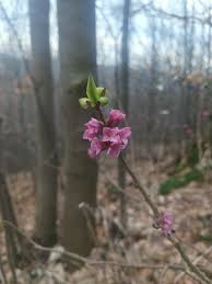 Attēlu rezultāti vaicājumam “Daphne mezereum flower”
