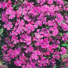 Image result for Silene schafta