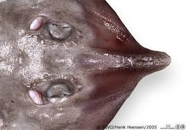 Image result for Rostroraja alba