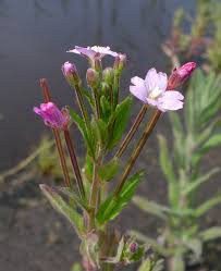 Attēlu rezultāti vaicājumam “Epilobium parviflorum”