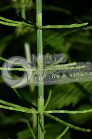 Attēlu rezultāti vaicājumam “Equisetum palustre”