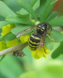 Attēlu rezultāti vaicājumam “Dolichovespula media”