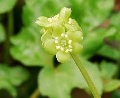 Attēlu rezultāti vaicājumam “Adoxa moschatellina flower”