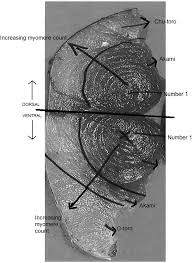 Image result for Thunnus maccoyii