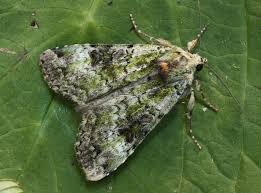 Attēlu rezultāti vaicājumam “Anaplectoides prasina”