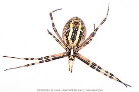 Attēlu rezultāti vaicājumam “Argiope bruennichi”