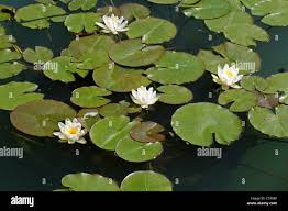 Attēlu rezultāti vaicājumam “Nymphaea candida leaf”