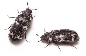 Attēlu rezultāti vaicājumam “Megatoma undata”