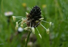 Attēlu rezultāti vaicājumam “Plantago lanceolata flower”