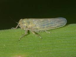 Attēlu rezultāti vaicājumam “Macrosteles nymph”