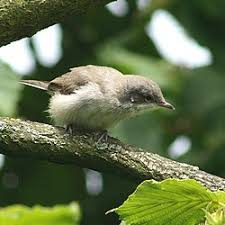 Attēlu rezultāti vaicājumam “Sylvia curruca”