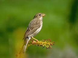 Image result for Emberiza calandra
