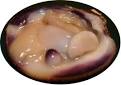 Quahog Pearl -- Sold!