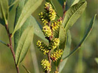 Attēlu rezultāti vaicājumam “Myrica gale fruit”