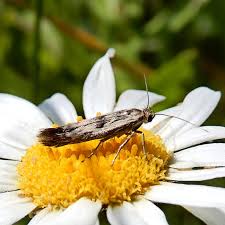 Attēlu rezultāti vaicājumam “Scythris limbella”