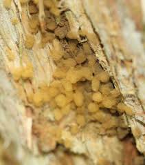 Attēlu rezultāti vaicājumam “Heterotrichia obvelata (syn. Arcyria obvelata) young”