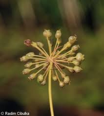 Attēlu rezultāti vaicājumam “Cicuta virosa flower”