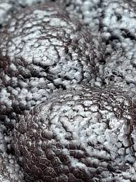 Attēlu rezultāti vaicājumam “Amaurochaete atra macro”