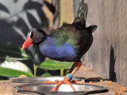 Image result for Porphyrio alleni