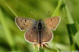 Attēlu rezultāti vaicājumam “Lycaena tityrus”