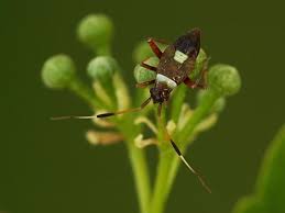 Attēlu rezultāti vaicājumam “Closterotomus biclavatus”