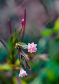 Attēlu rezultāti vaicājumam “Epilobium montanum flower”