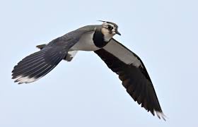 Attēlu rezultāti vaicājumam “Vanellus vanellus”