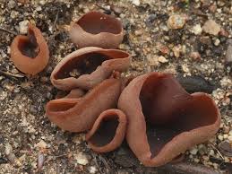 Attēlu rezultāti vaicājumam “Peziza badia”