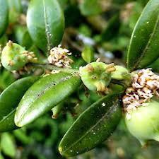 Attēlu rezultāti vaicājumam “Buxus sempervirens flower”