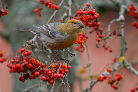 Image result for Pinicola enucleator