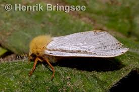 Attēlu rezultāti vaicājumam “Hepialus humuli male”