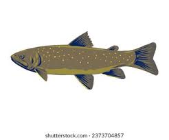 Image result for Salvelinus faroensis