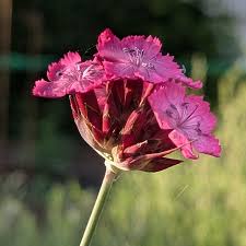 Image result for Dianthus carthusianorum