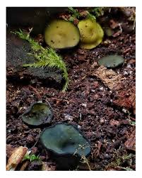 Attēlu rezultāti vaicājumam “Chlorencoelia versiformis”