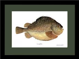 Image result for Cyclopterus lumpus