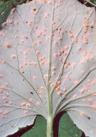 Attēlu rezultāti vaicājumam “Puccinia poarum”