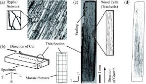 Attēlu rezultāti vaicājumam “Physisporinus vitreus”
