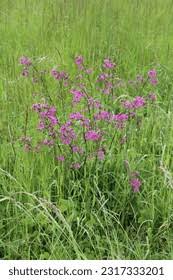 Attēlu rezultāti vaicājumam “Silene viscaria bud”