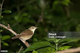 Attēlu rezultāti vaicājumam “Acrocephalus dumetorum”