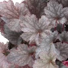 Image result for Heuchera Metallica