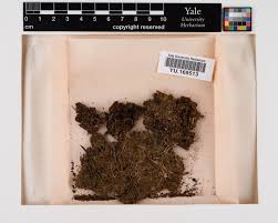 Attēlu rezultāti vaicājumam “Cephaloziella hampeana”