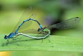 Attēlu rezultāti vaicājumam “Coenagrion armatum female”