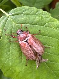 Attēlu rezultāti vaicājumam “Melolontha melolontha”