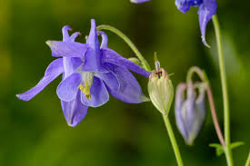 Image result for Akelei