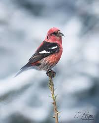 Image result for Dendroica castanea