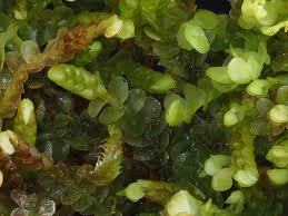 Attēlu rezultāti vaicājumam “Jamesoniella autumnalis sporophyte”