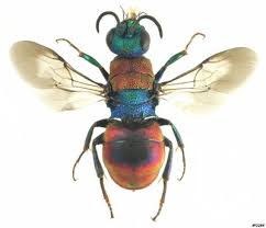 Attēlu rezultāti vaicājumam “Chrysididae”