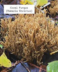 Attēlu rezultāti vaicājumam “Ramaria stricta”