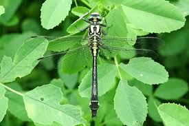 Attēlu rezultāti vaicājumam “Gomphus vulgatissimus”